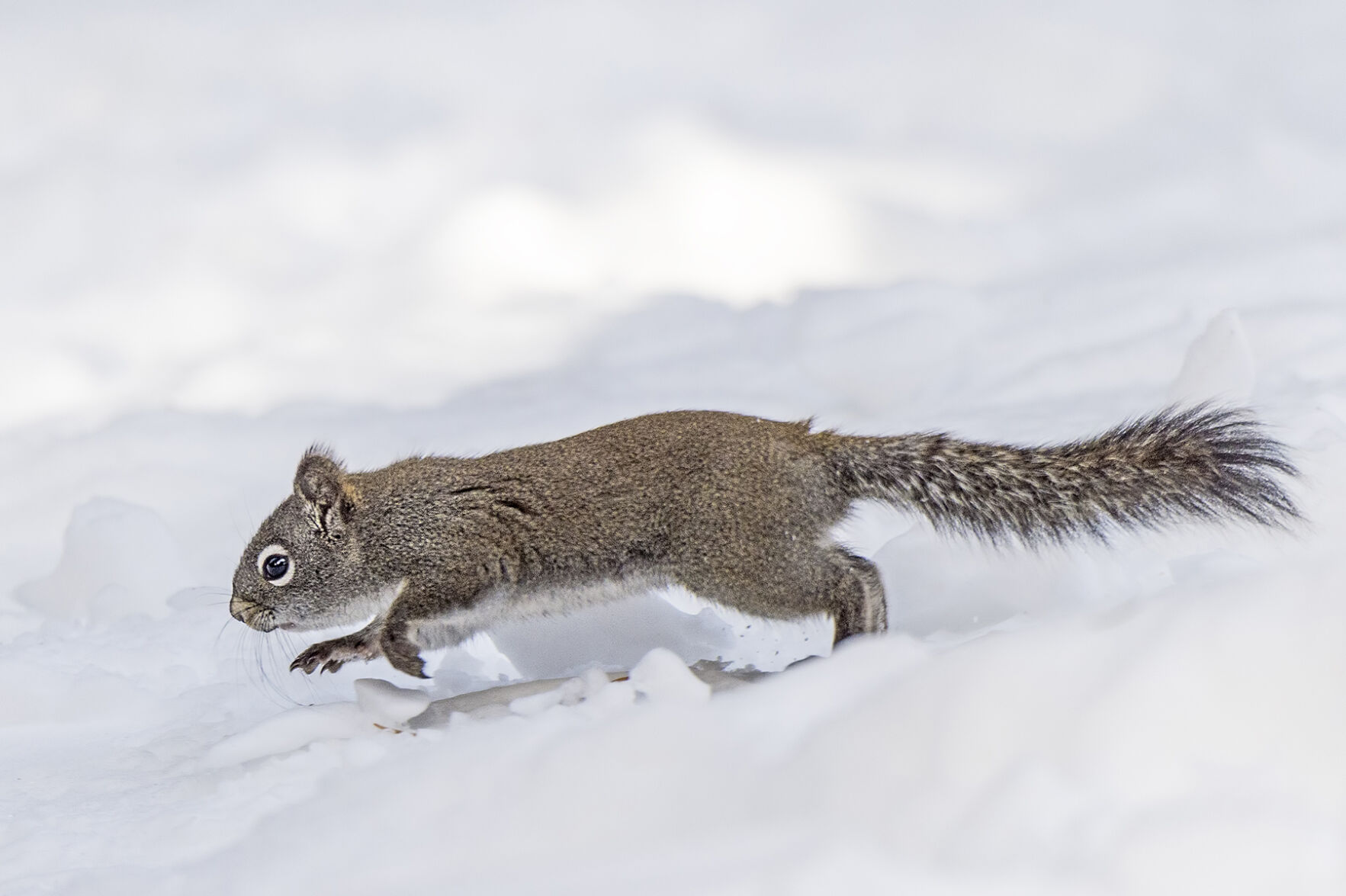 Pine squirrel RMNP